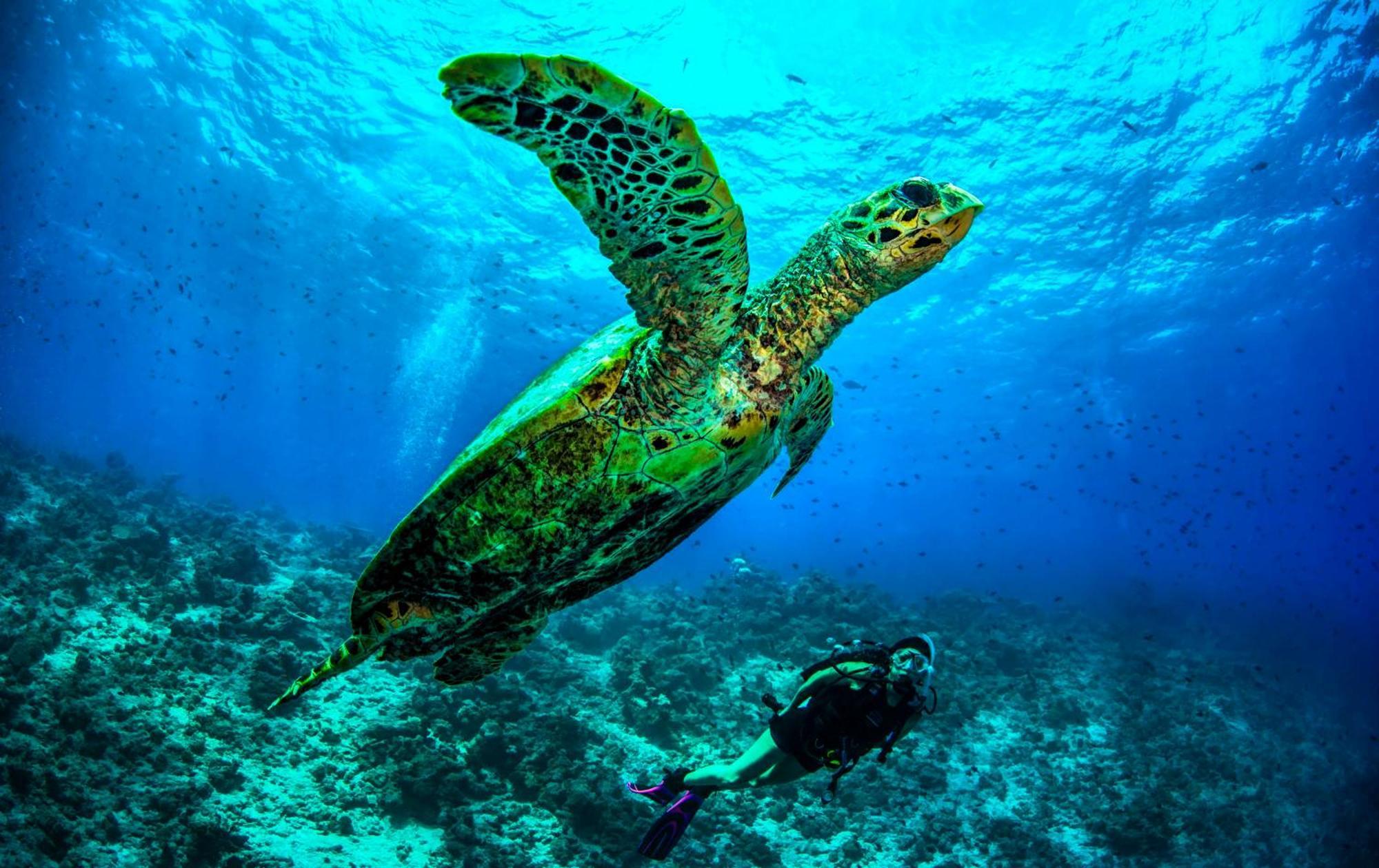 Dusit Thani Maldives - 50 Percent Discount On Transfers For Stays Until 20 Dec 2025 Amilla Fushi Esterno foto