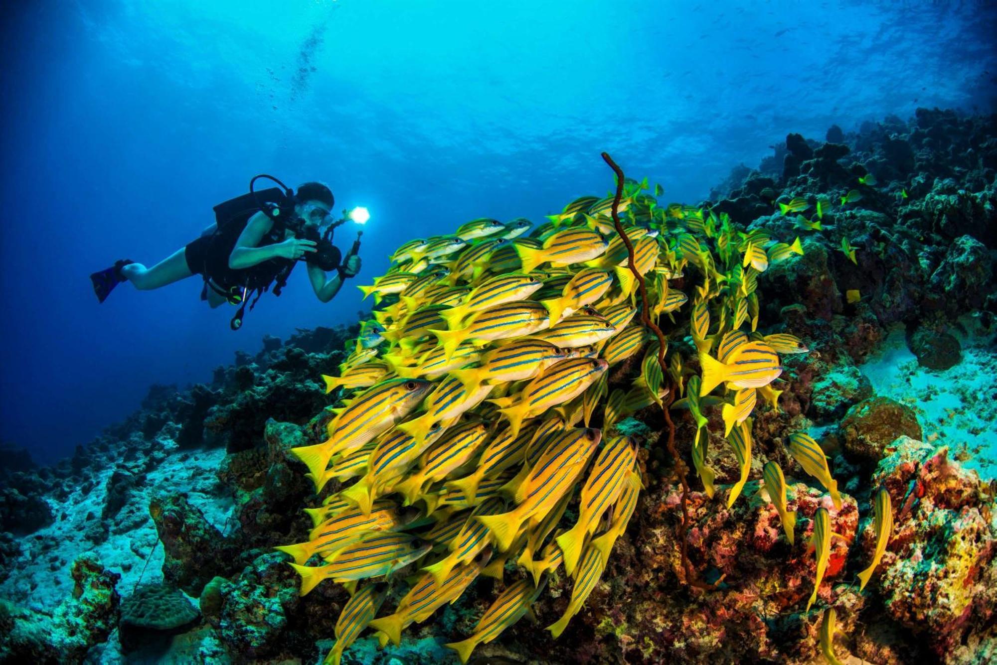 Dusit Thani Maldives - 50 Percent Discount On Transfers For Stays Until 20 Dec 2025 Amilla Fushi Esterno foto